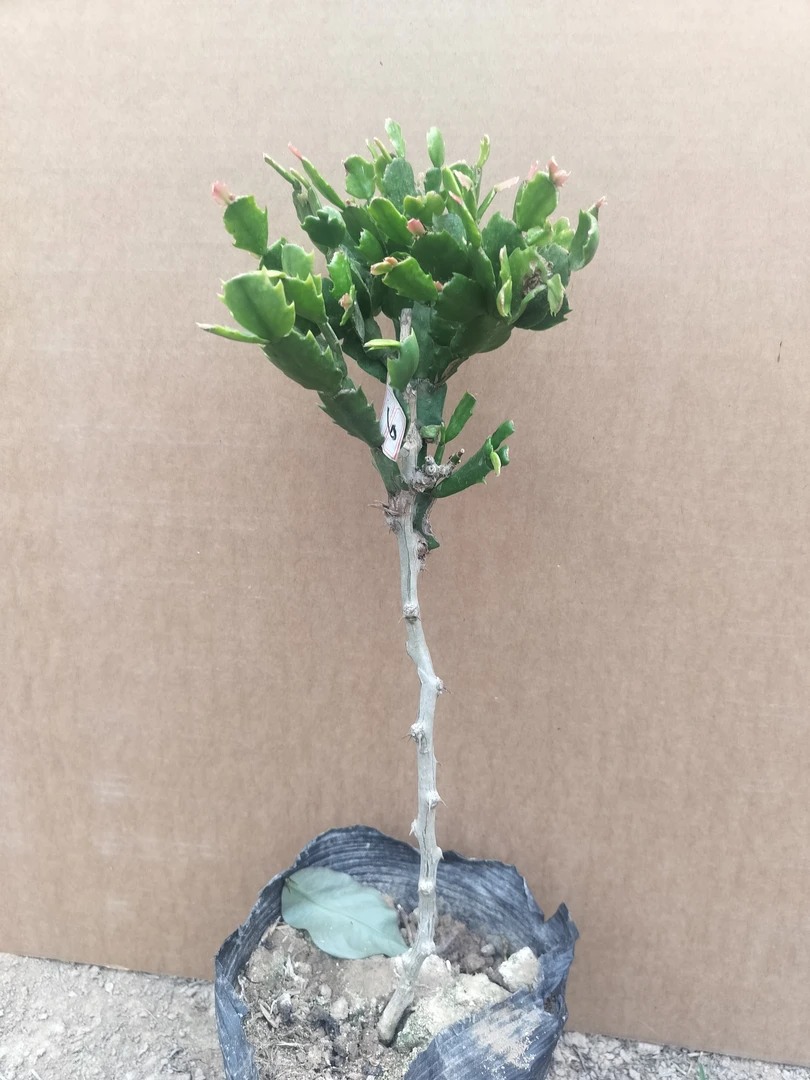 一层叶仙嫁接蟹爪兰一物一拍