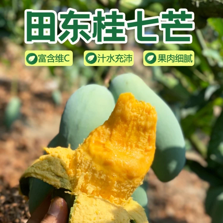 正宗桂七芒果新鲜广西百色田东芒果5/9斤新鲜水果香味香甜