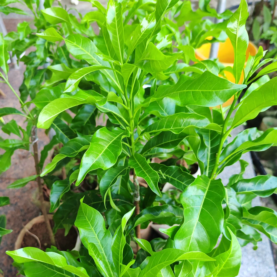黄科花卉一物一拍零尾起