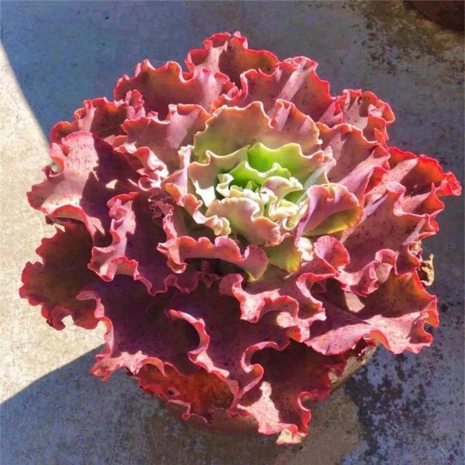 多肉植物高沙之翁水瓶座多肉大包菜组合盆栽防辐射云南基地多肉