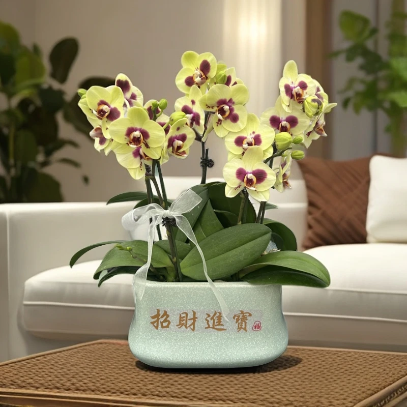 【熊猫】【国卿精品蝴蝶兰盆栽 】懒人花 室内花卉 花期长