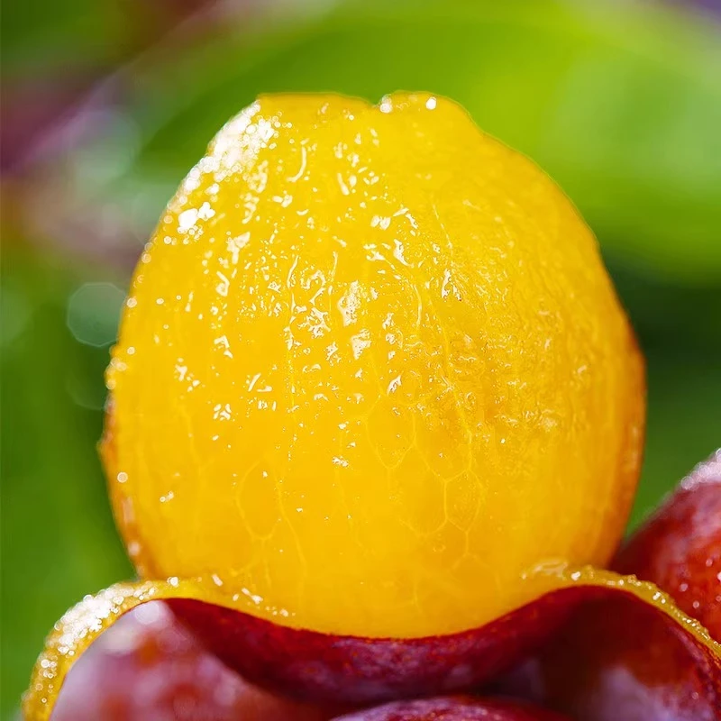 【送一斤】正宗新疆法兰西西梅香甜新鲜酸甜爆汁1-4斤