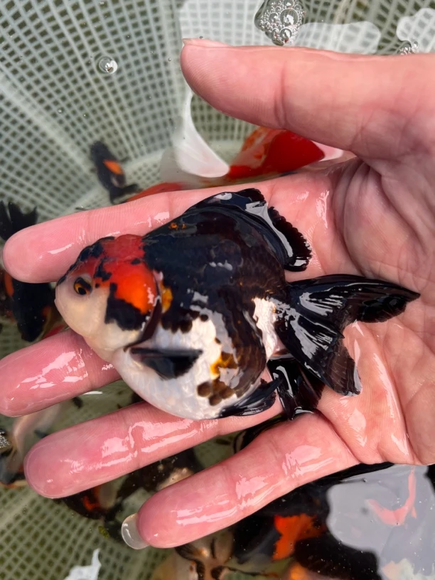 原泰BP大压成12-14公分500元