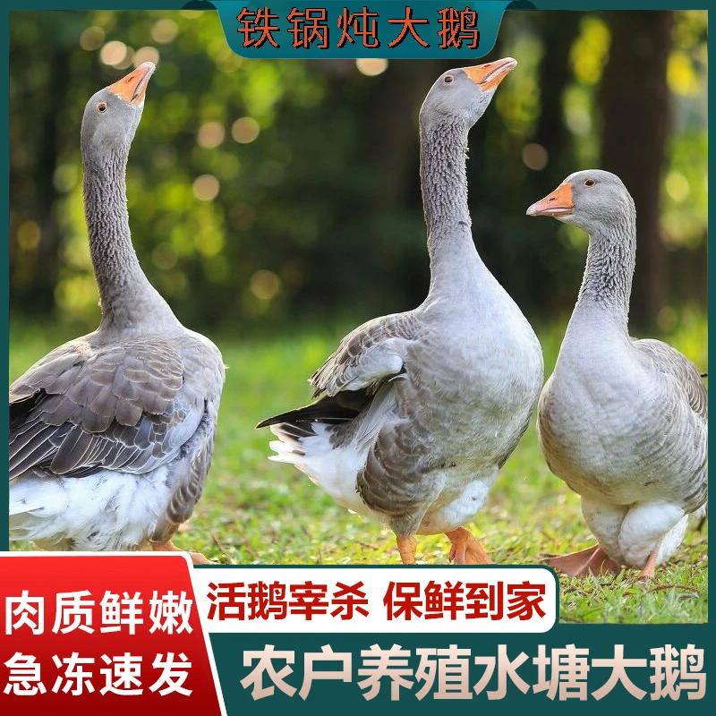 农村散养大鹅仔鹅青年鹅现宰速冻净重5-6斤左右含心肝顺丰包邮