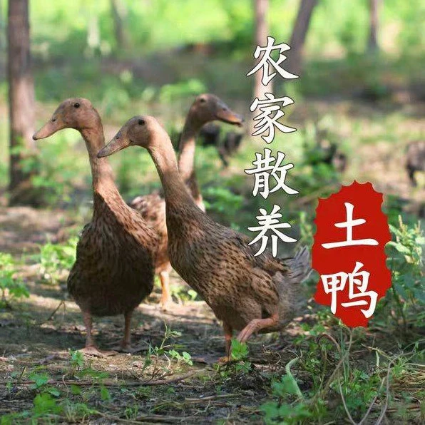 【顺丰包邮】整只现杀土鸭散养鸭2.6斤土鸭水鸭麻鸭新鲜鸭肉包邮