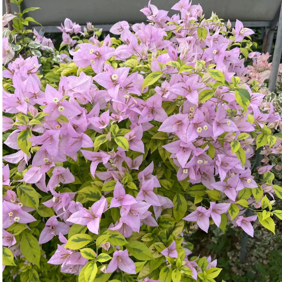 佰梅园 粉红翅膀原生扦插袋苗