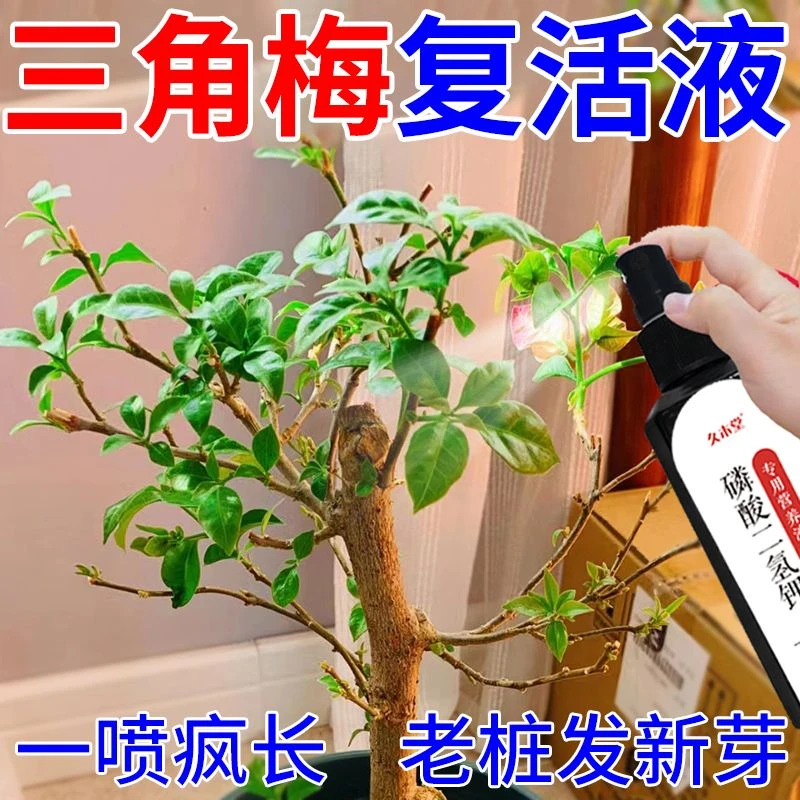 【复活液】三角梅营养液专治黄叶掉叶不开花促绿叶催花免稀释专用