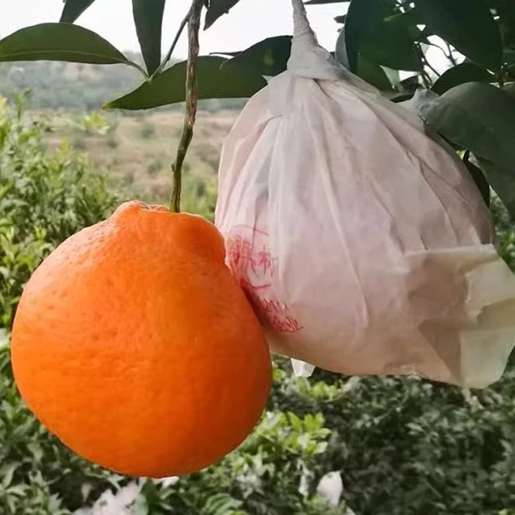 橙子柑橘套袋粑粑柑石榴脐橙枇杷柠檬红美人防水防鸟防虫爱媛纸袋