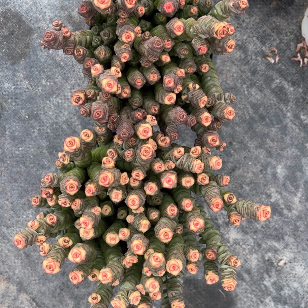 云舍多肉精选编号0922-钱多多