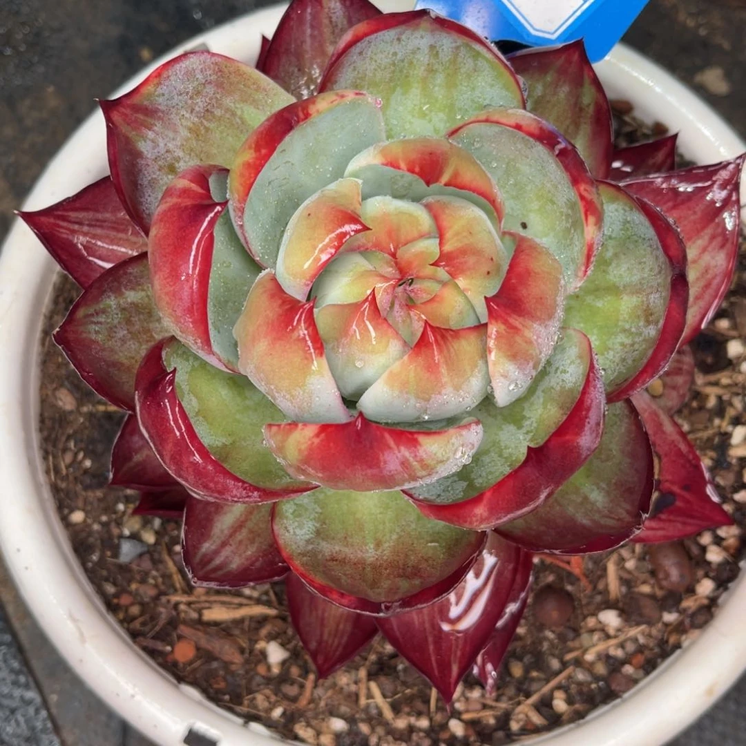 云舍多肉精选编号1025-67