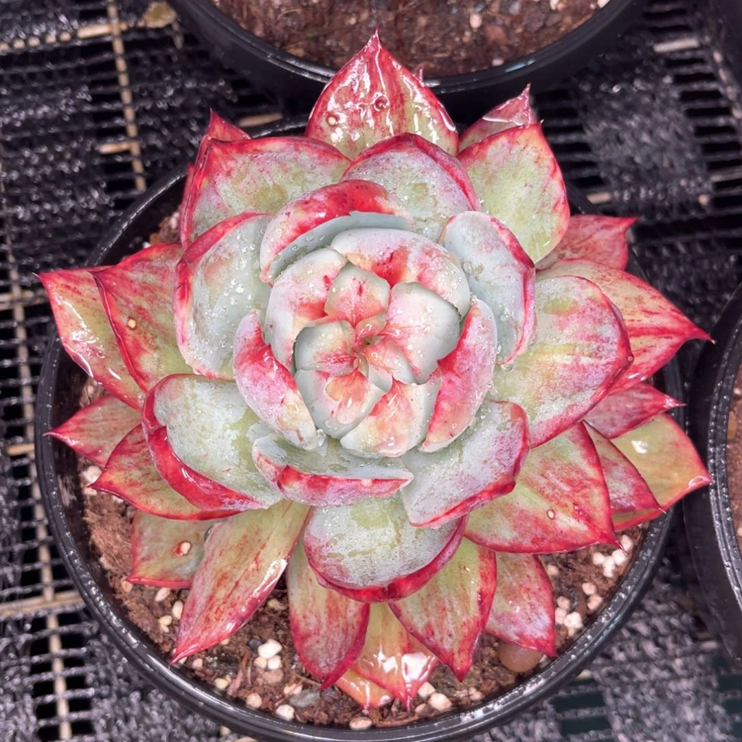 -****1云舍多肉精选编号半夏