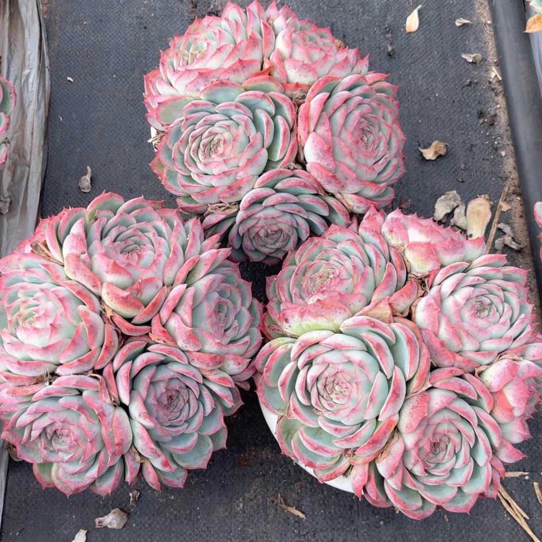 云舍多肉精选编号侧影180