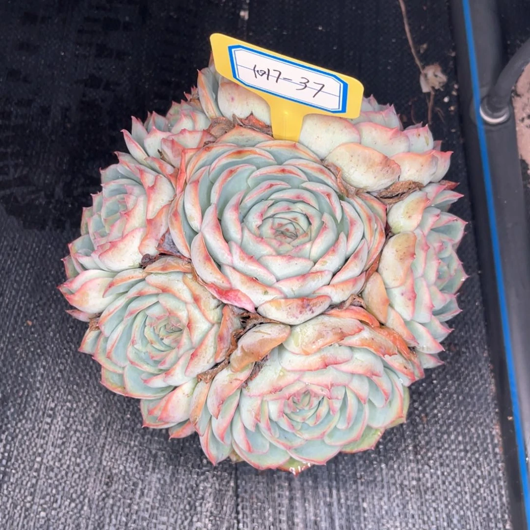 微*云舍多肉精选编号1017-37侧影