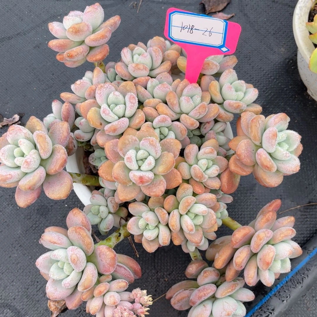 云舍多肉精选编号1018-26洛神