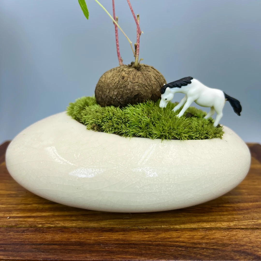 山乌龟金不换室内好养盆栽茶台摆件意境空间禅意盆景易活植物绿植