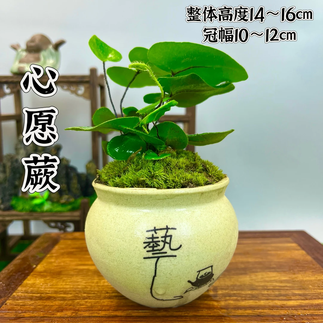 心愿蕨室内微景观好养易活盆景盆栽禅意空间意境茶室摆件绿植植物