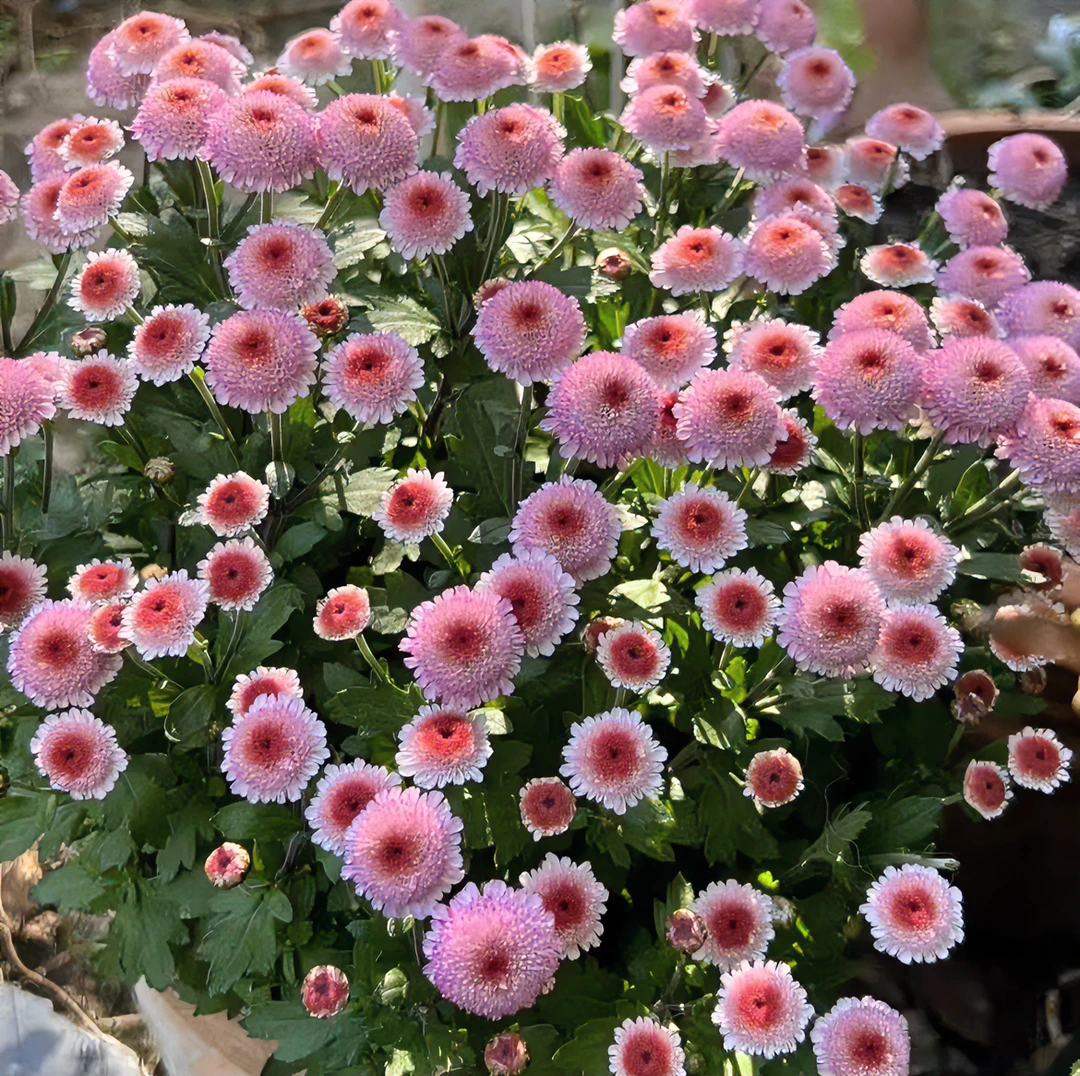 精品A级苗 珠玉之卵盆栽耐寒耐热多年生阳台花园庭院花卉四季开花