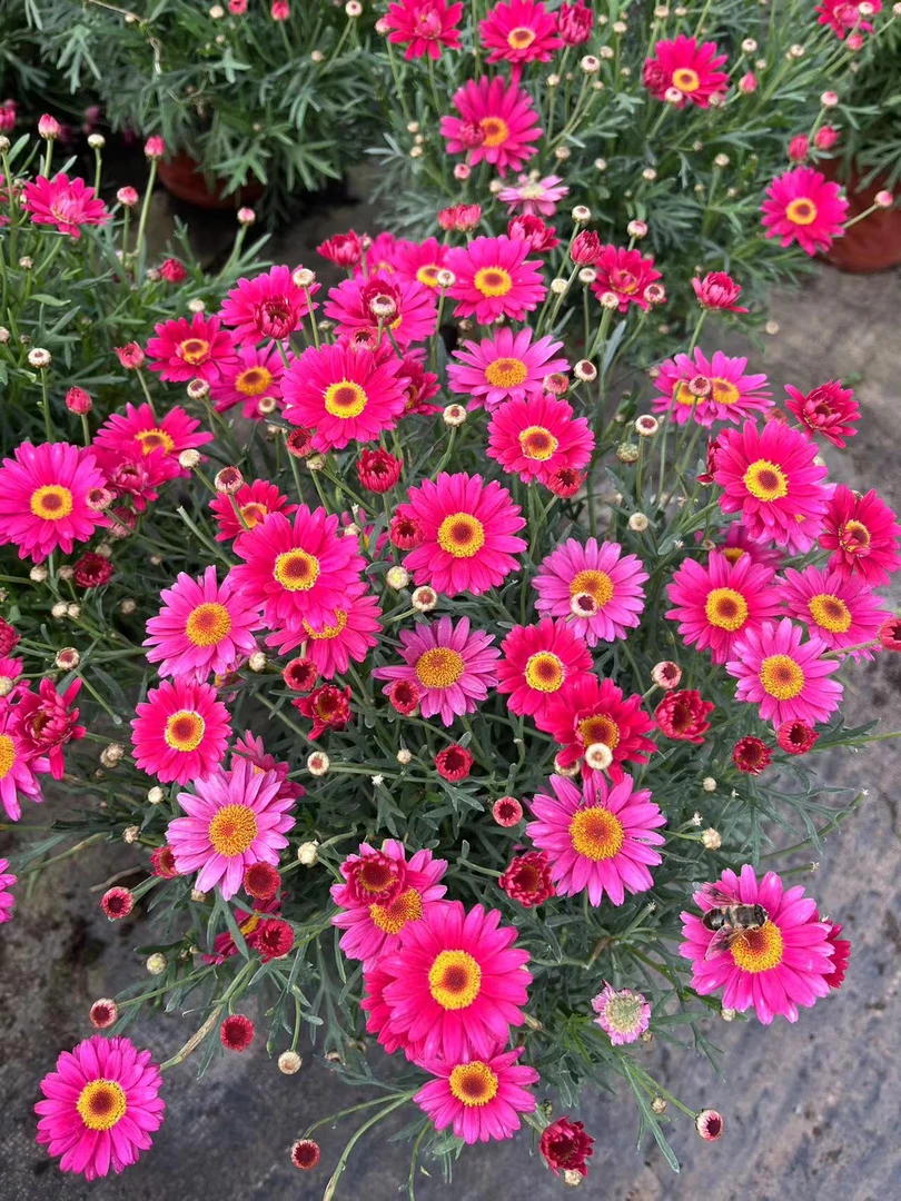 精品玛格丽特桃花红盆栽大苗四季开花庭院阳台开花机器多年生好养