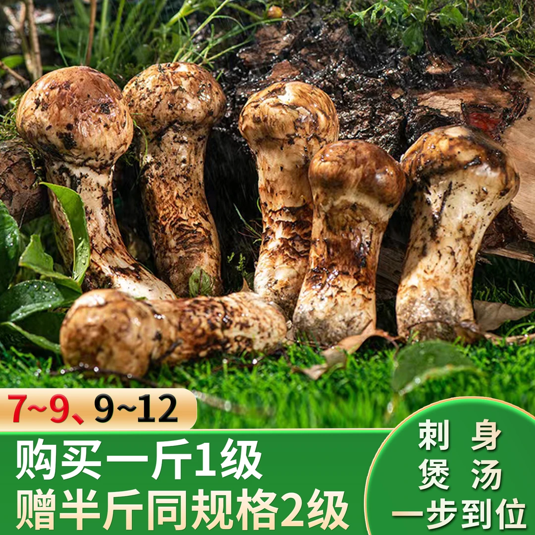 茸和【2023年新鲜松茸】 顺丰冷链空运48小时直达250g