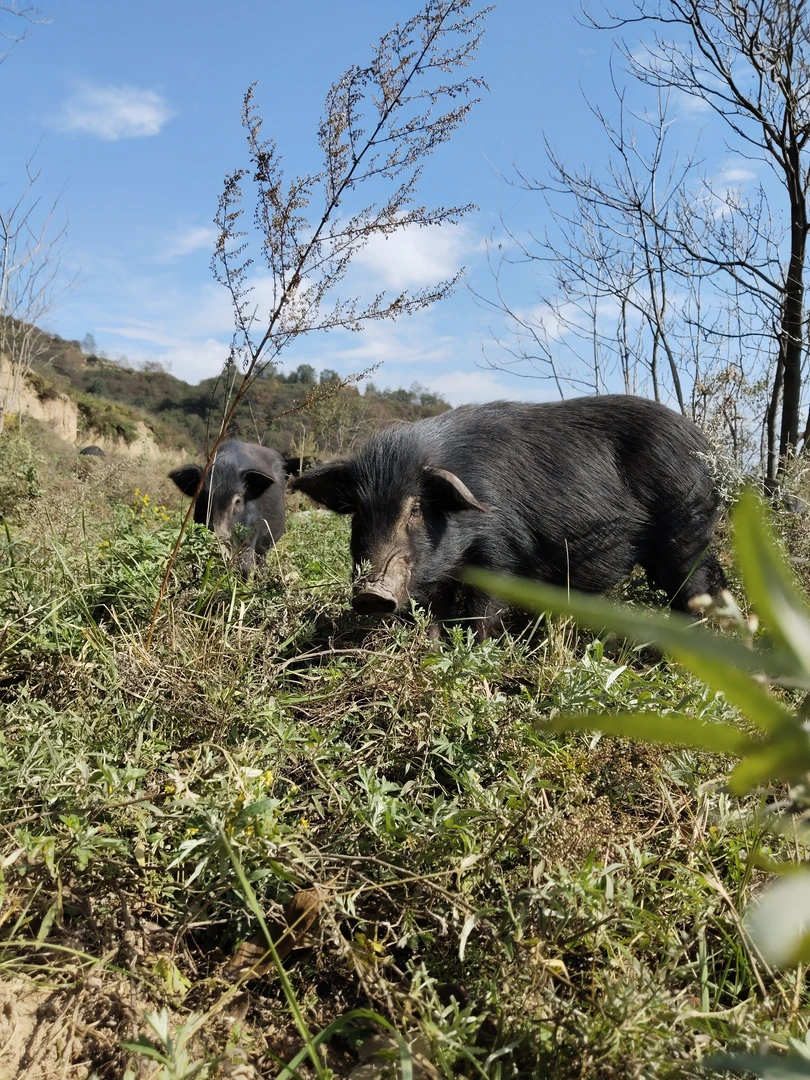 直播间现场称重4斤起拍