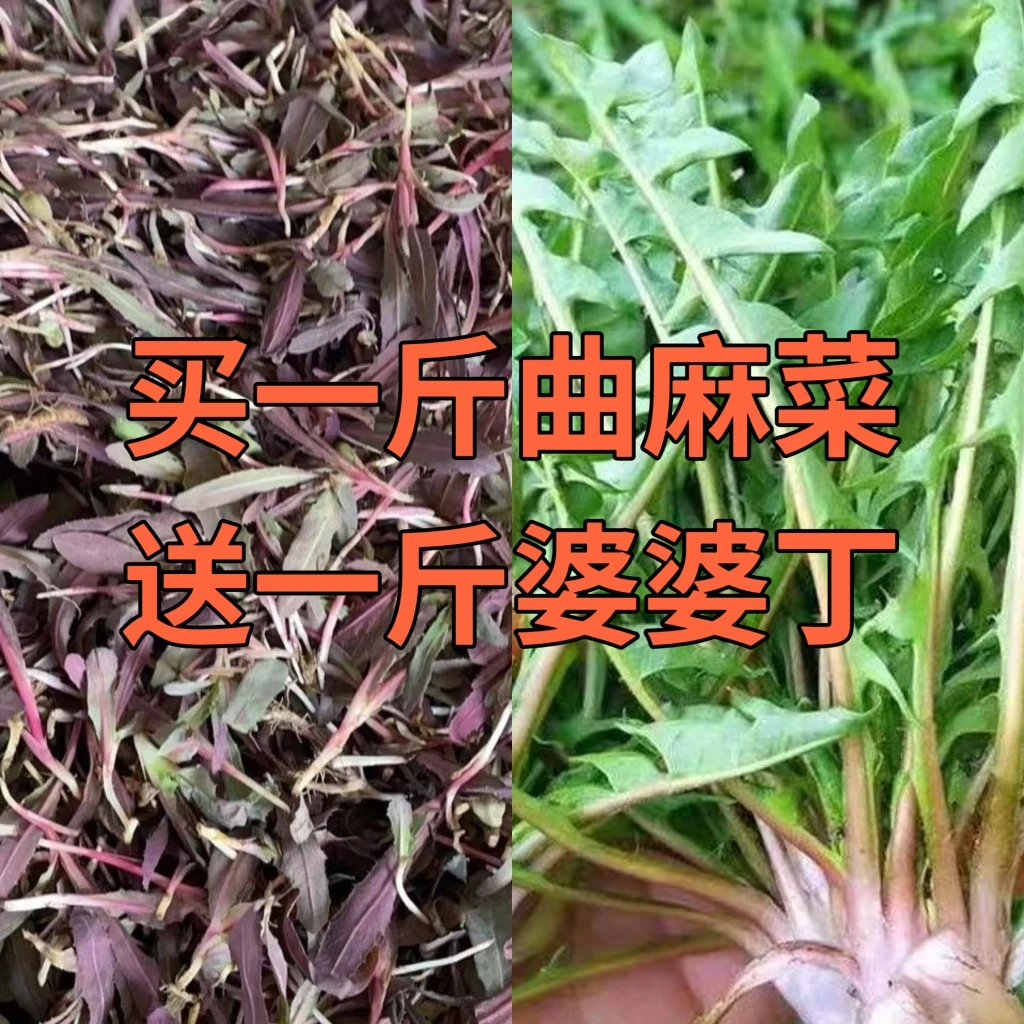 东北曲麻菜新鲜蒲公英曲曲菜混搭新鲜发货蘸酱菜批发500g