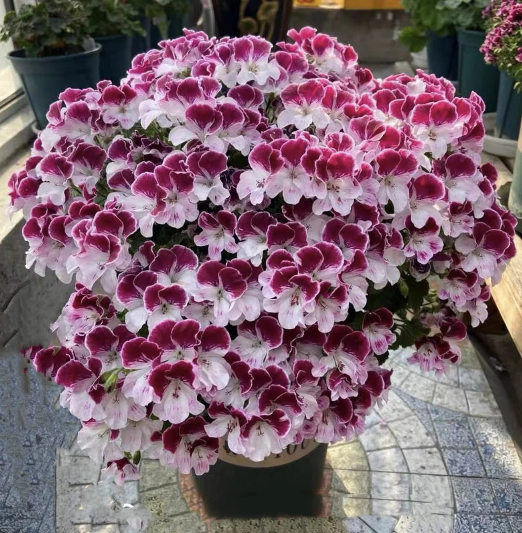 蝴蝶梅(轻微断枝掉花苞属正常现象介意慎拍