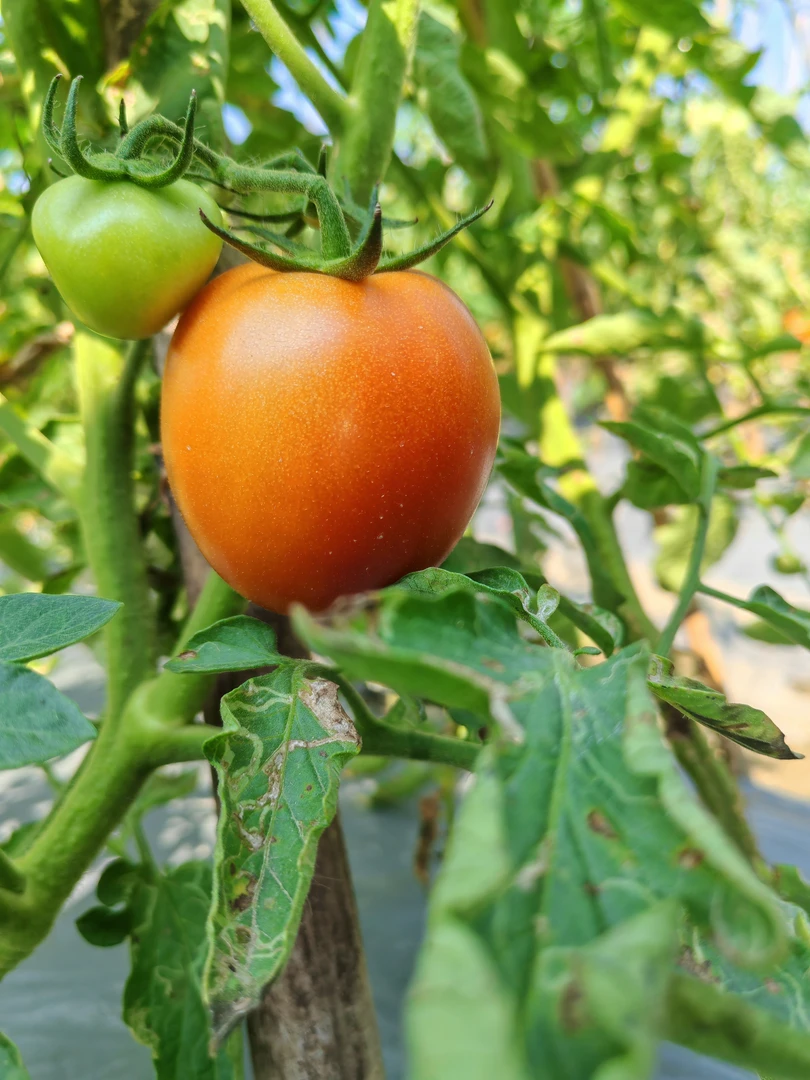 新鲜番茄酸甜多汁孕妇水果蔬菜