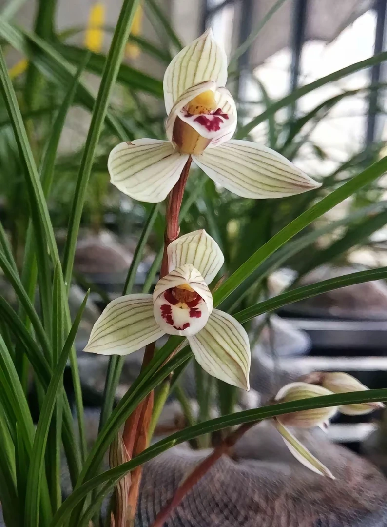 莲瓣兰  初春开花 花有幽香 一物一拍 1号链接