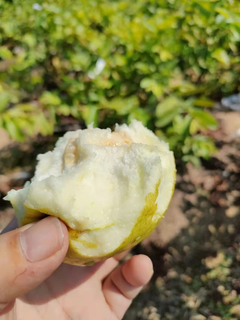 福建省漳州（漳浦湖西芭乐）5斤