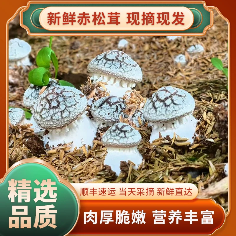 新鲜采摘赤松茸现采现发顺丰包邮二级优品松茸食用健康美味营养