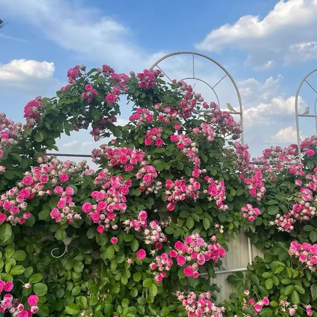 胭脂扣爬藤月季花大苗阳台庭院盆栽植物玫瑰攀援花卉多头勤花型
