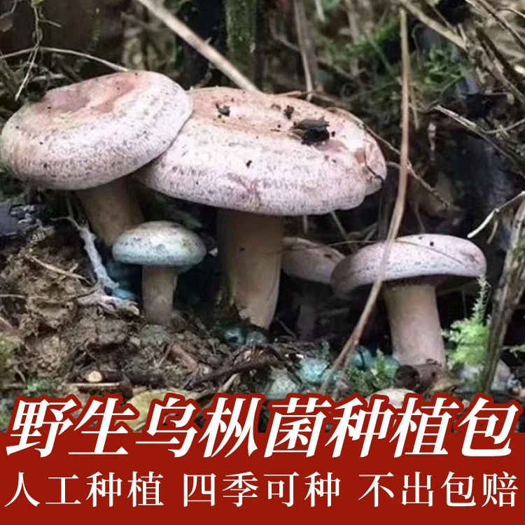 野生乌枞菌 菌包菌种家种速产松树菌青碟菌 黄碟菌松毛菌松枞菌种