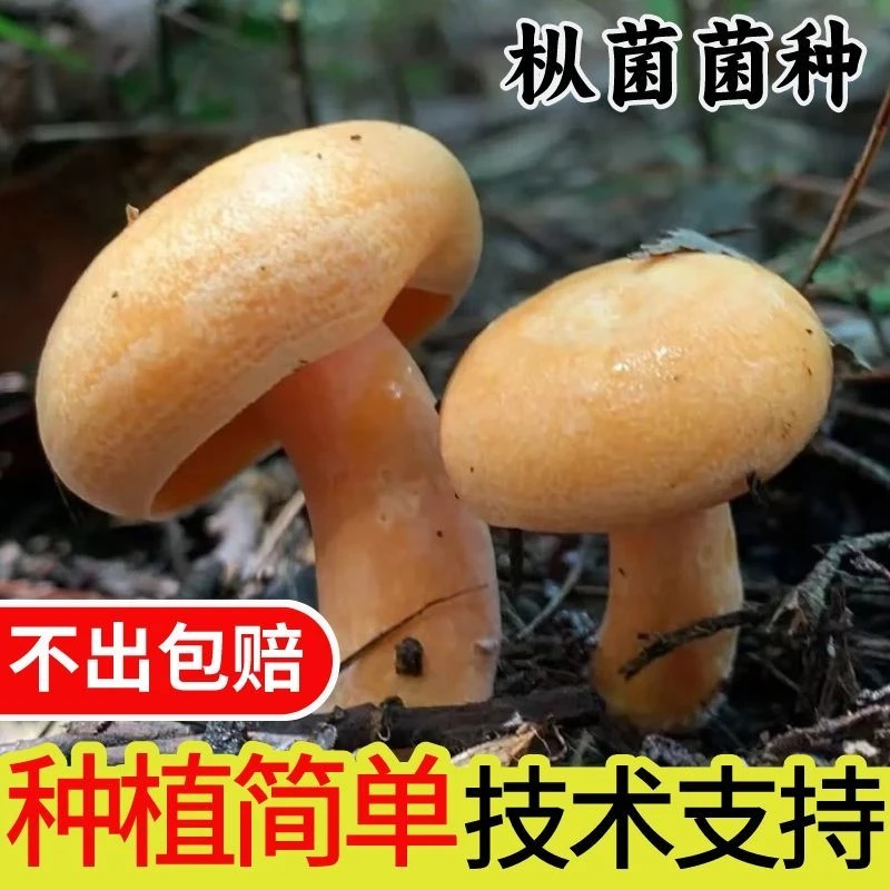 野生乌枞菌菌包黄纵菌枞树菌新鲜松树菌菌种家种技术支持室内外种