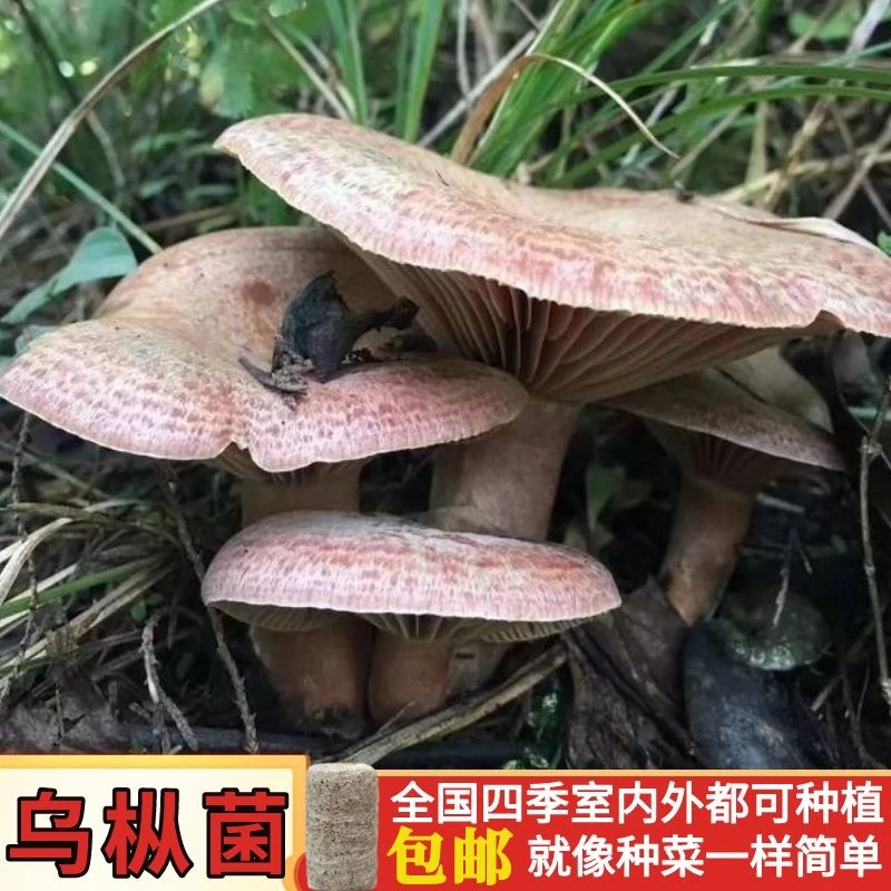 野生乌枞菌 菌包菌种家种速产松树菌青碟菌 黄碟菌枞树菌新鲜鲜活