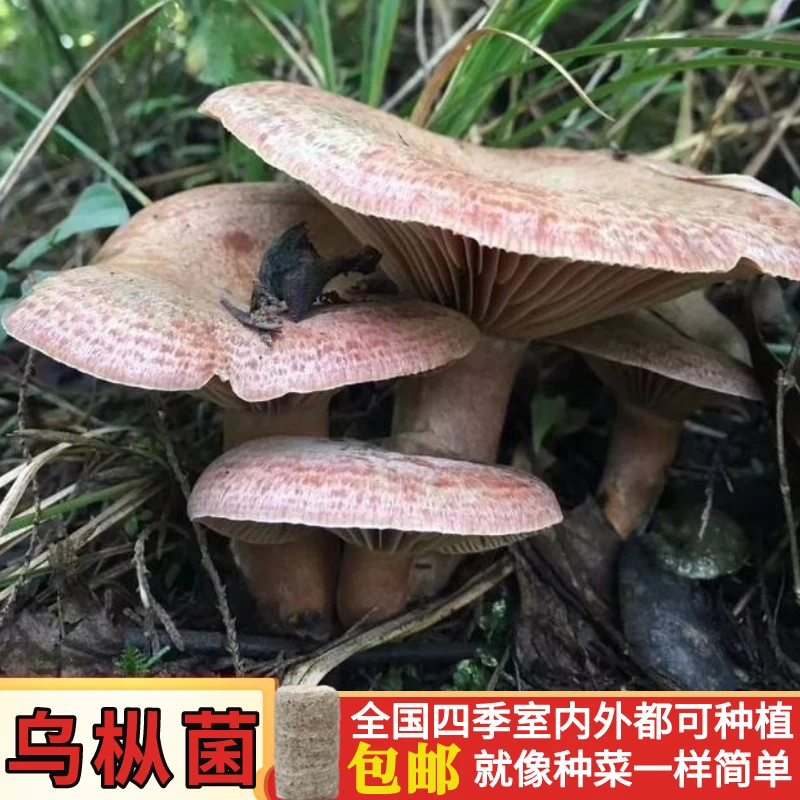 人工乌枞菌新鲜菌种家种包青碟菌松树菌黄碟菌松菌菇平菇四季培植