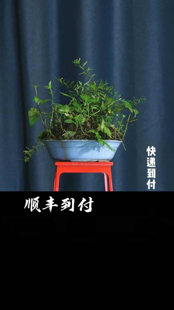 【闪购商品】1n671山野草bubaoyou