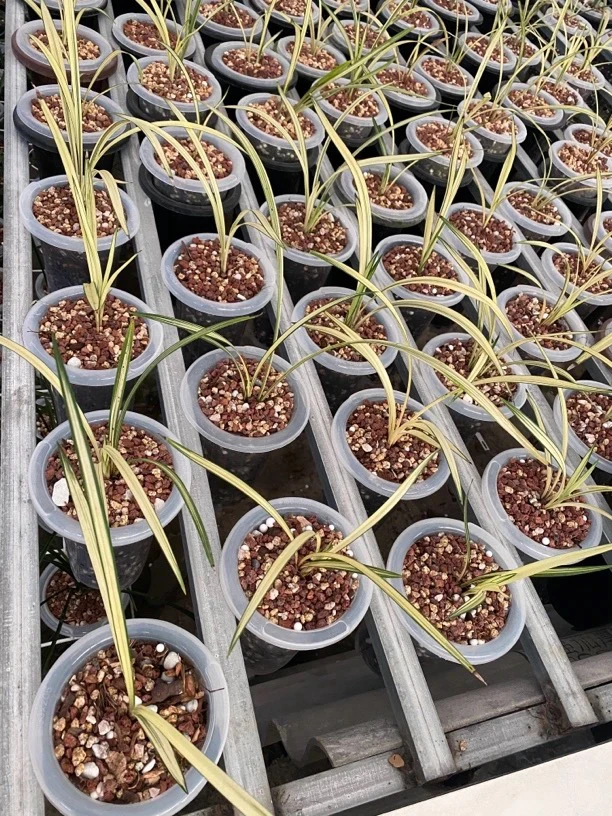 兰花直播间（一组一拍）签收后不退换2