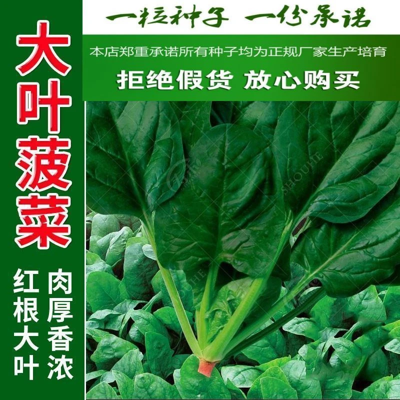 （拍2发4）大叶菠菜种子耐热春秋冬四季农家蔬菜种子四季耐冬波菜