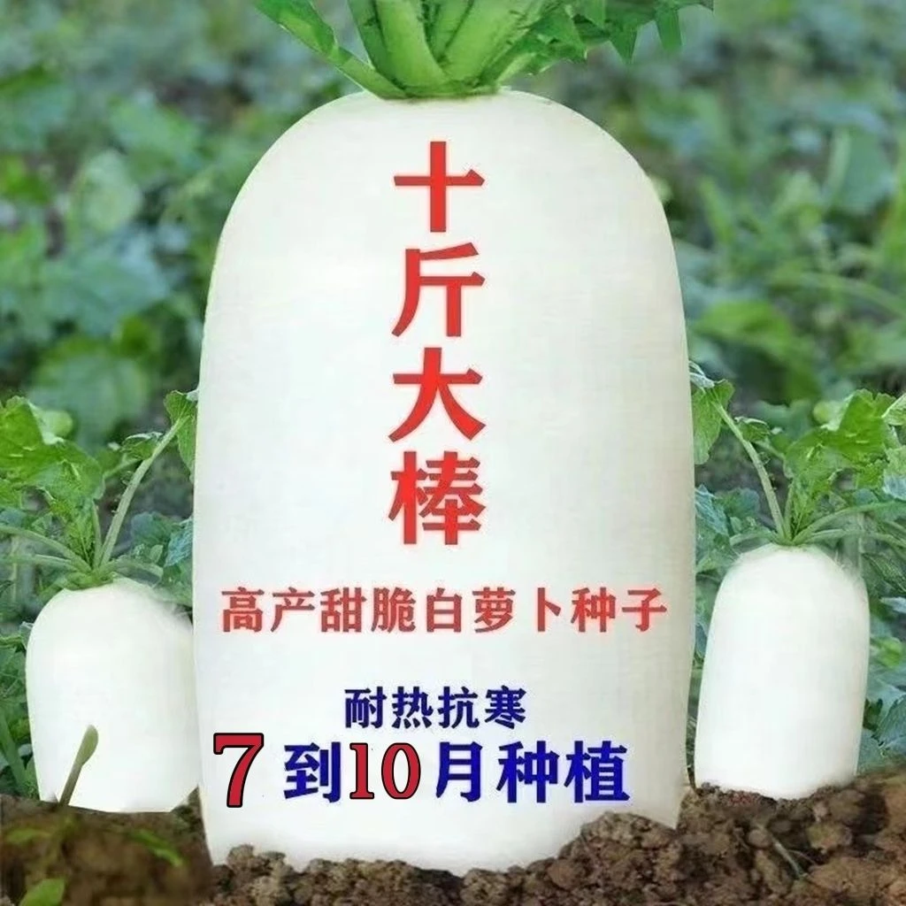 （拍2发4）十斤大棒晚萝卜夏秋冬萝卜晚熟不空心甜脆白萝卜蔬菜种子