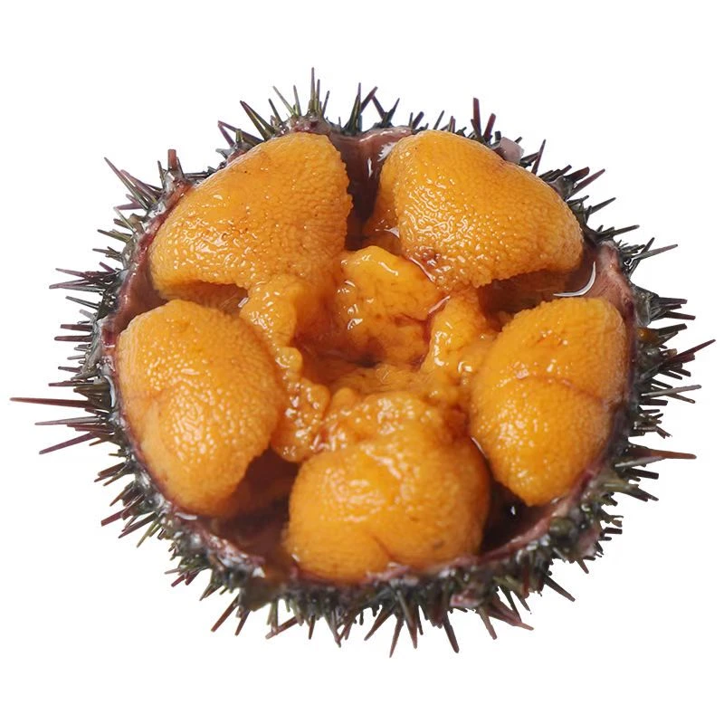 大马粪特级海胆肉即食海鲜冷冻黄胆海胆黄新鲜水产刺身生鲜