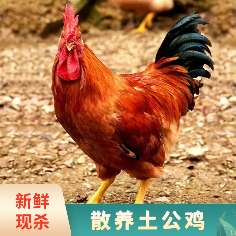 【现杀2只】正宗土公鸡净膛2只总净重4.5-5斤 农家散养营养