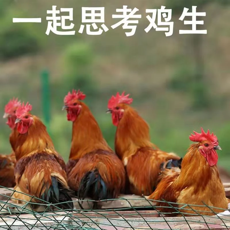 【拍一送一】农家放养土公鸡 净膛3斤/只黄脚 新鲜顺丰发货