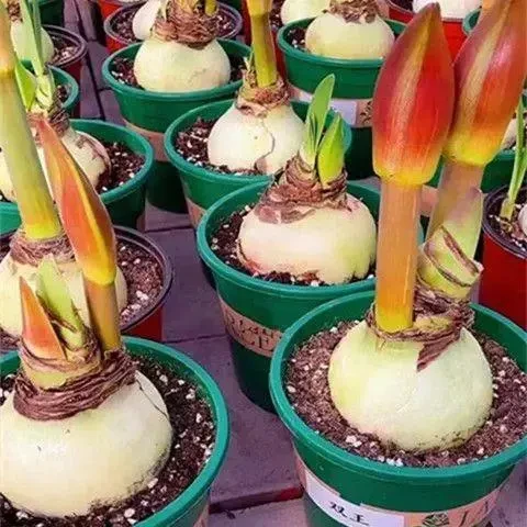 荷兰进口重瓣朱顶红种球室内四季观花植物盆栽大球养不死庭院植物