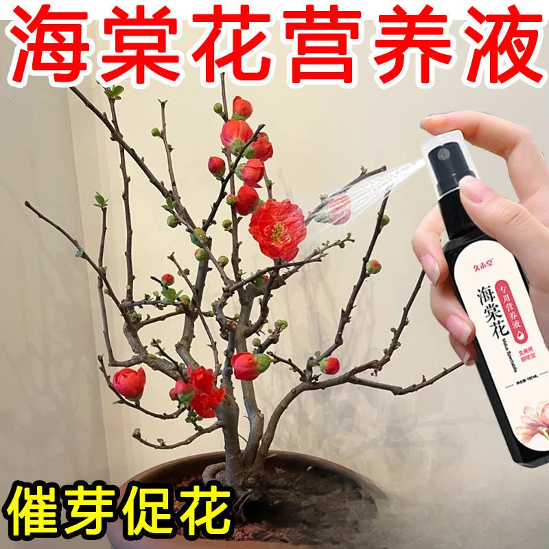 【一喷就开】海棠花营养液盆栽四季海棠专用肥催开花免稀释液体肥