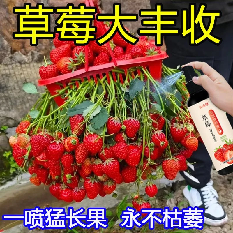 【爆盆】草莓肥料专用肥草莓营养液防黄叶枯萎促长果花植物液体肥