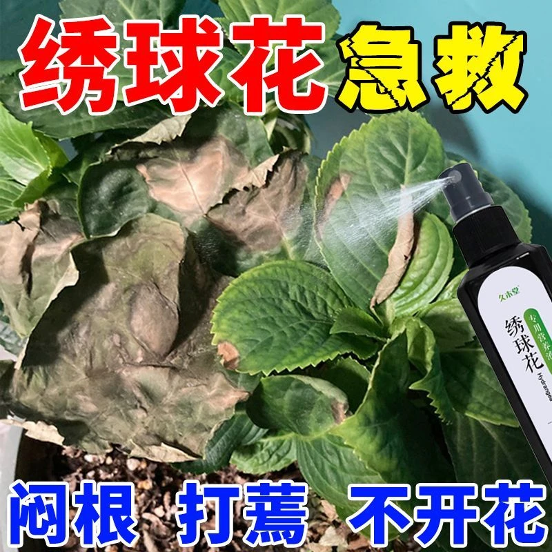 【急救】绣球花营养液防闷根打蔫焦叶不开花促绿催开花通用型配方