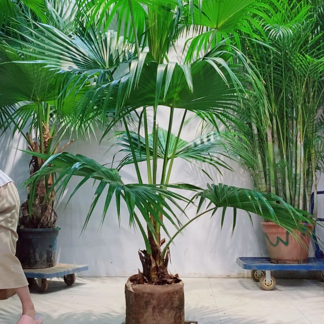 吴*松fuchuchengdetiyu