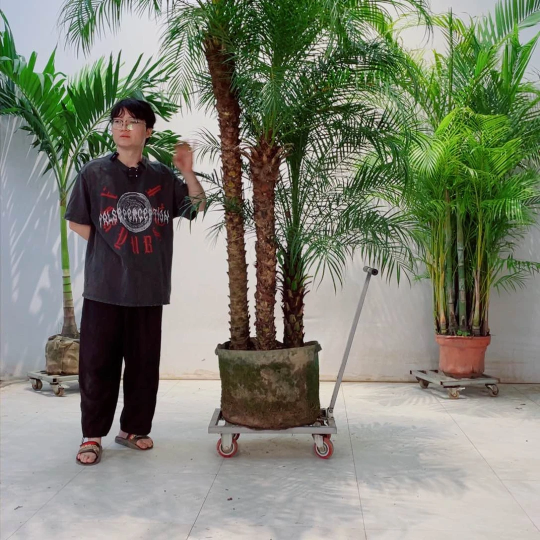 白*法国总统和u！法国红酒一大