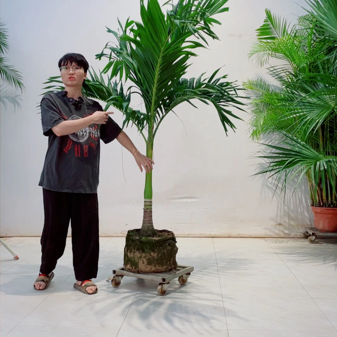 屯*椰子树剧场演出现场直播频道在