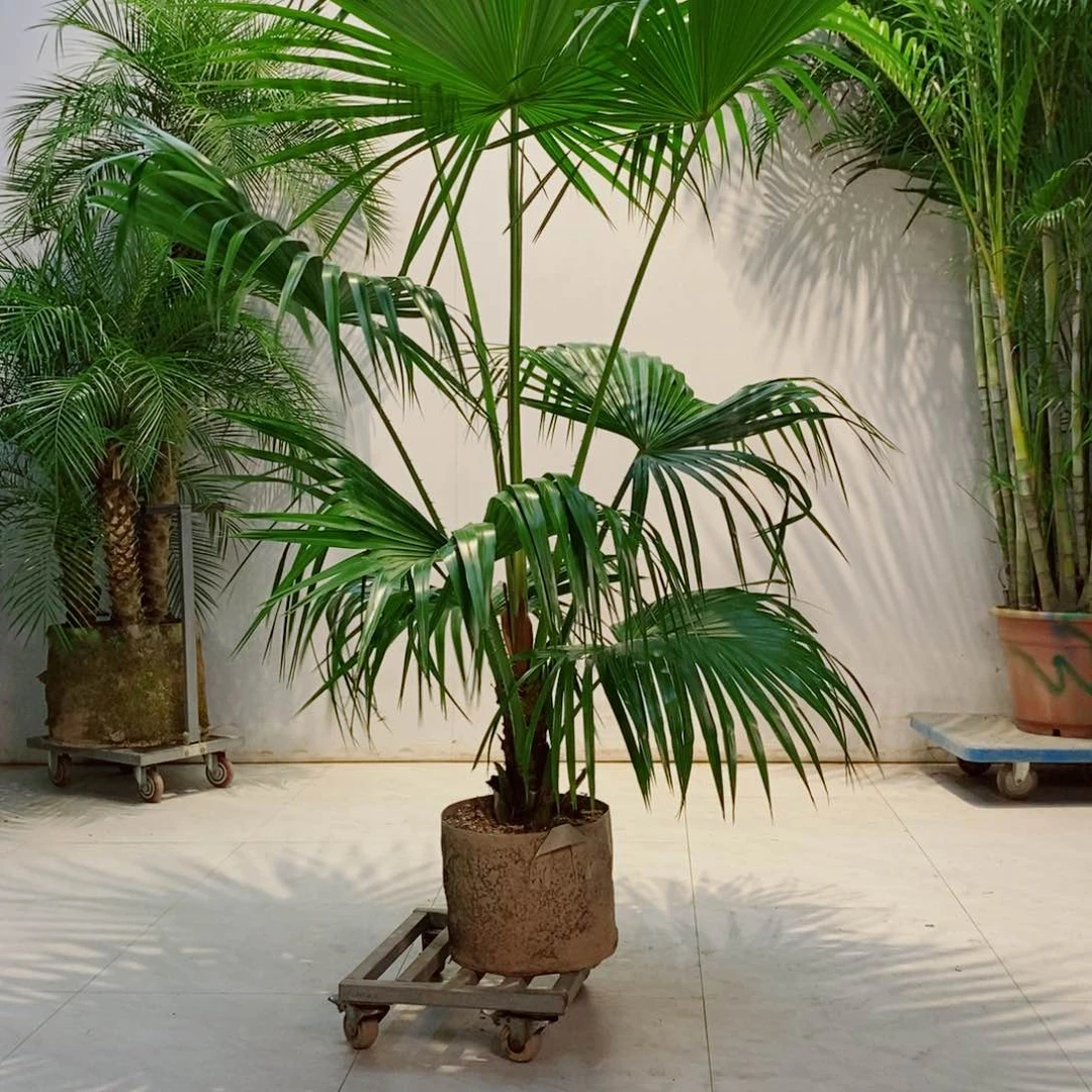 德****构散尾葵它的世界纪录的